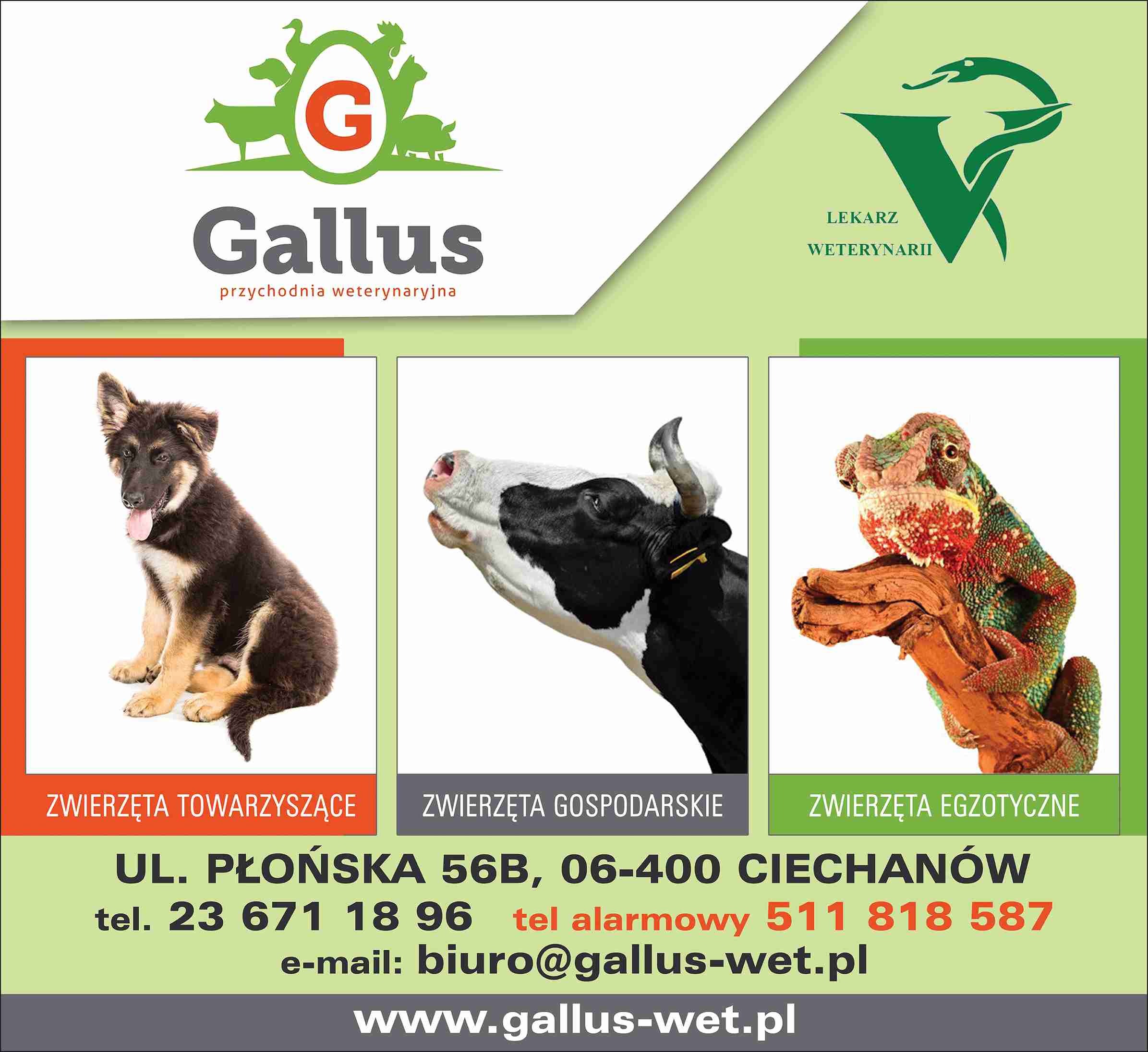 GALLUS PRZYCHODNIA WETERYNARYJNA - gabinet weterynaryjny CIECHANÓW gabinet weterynaryjny CIECHANÓW